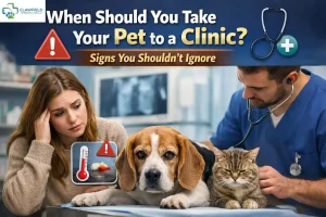 When Should You Take Pet to a Clinic Signs Shouldn’t Ignore